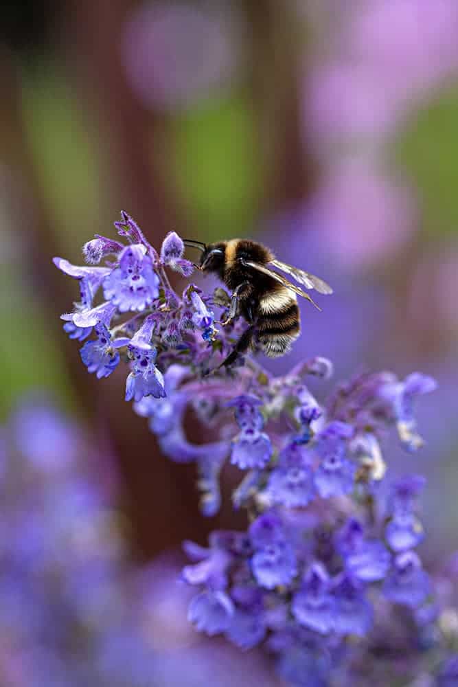 Closeup of a bee in the Nursery's garden
