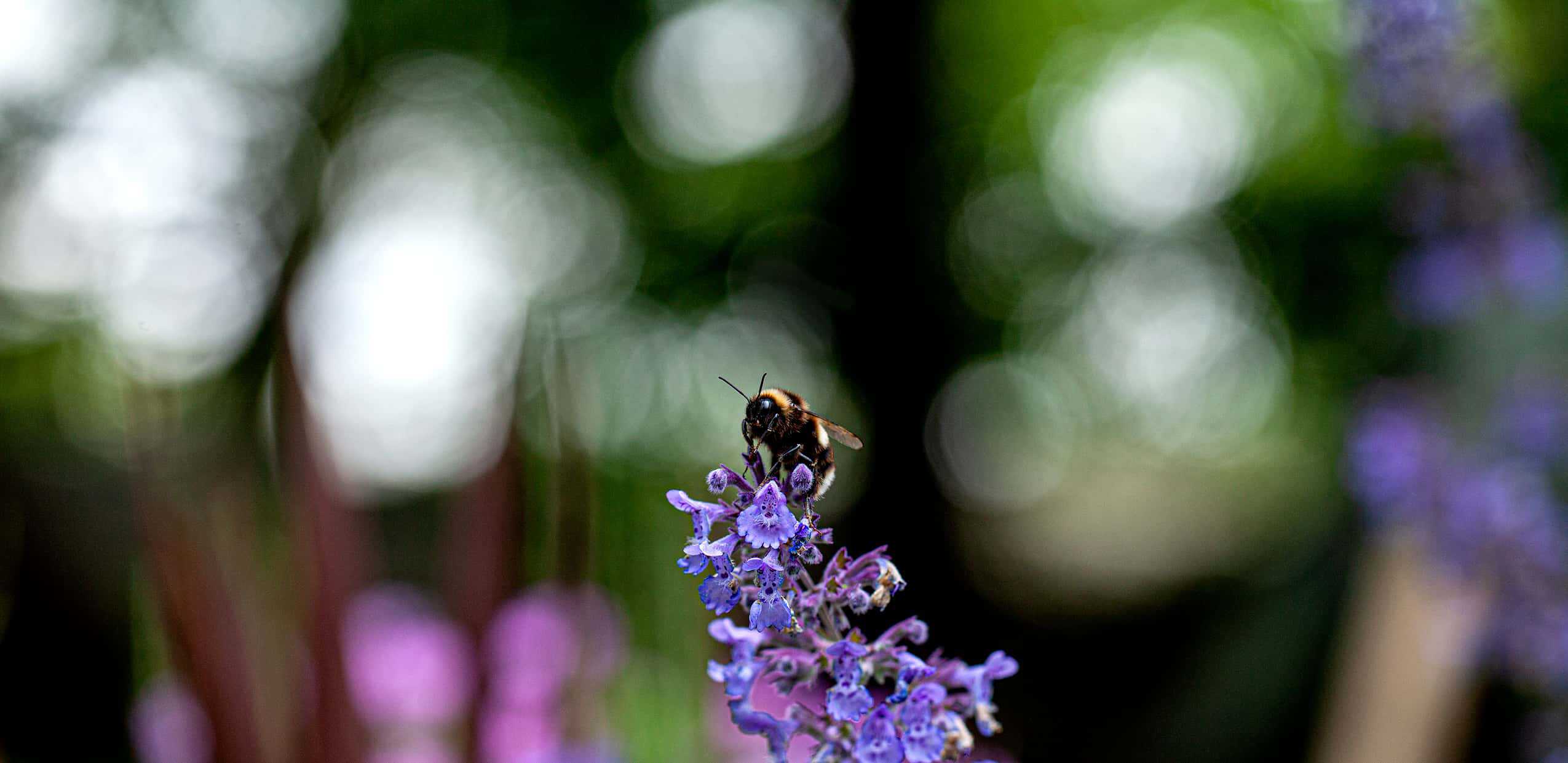 A bee in the flower garden at the Nursery