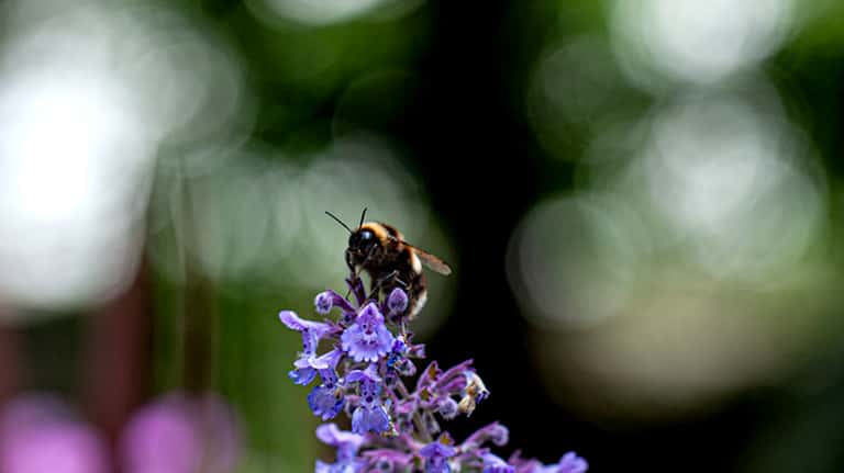 A bee in the flower garden at the Nursery